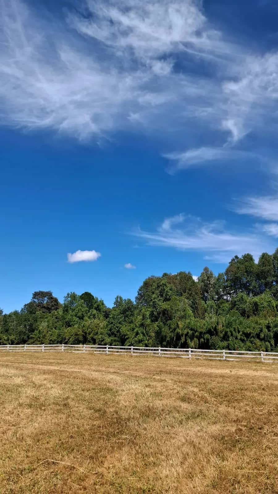 Parcela Panguipulli Ruta T-391 (6.500m²) - imagen 7