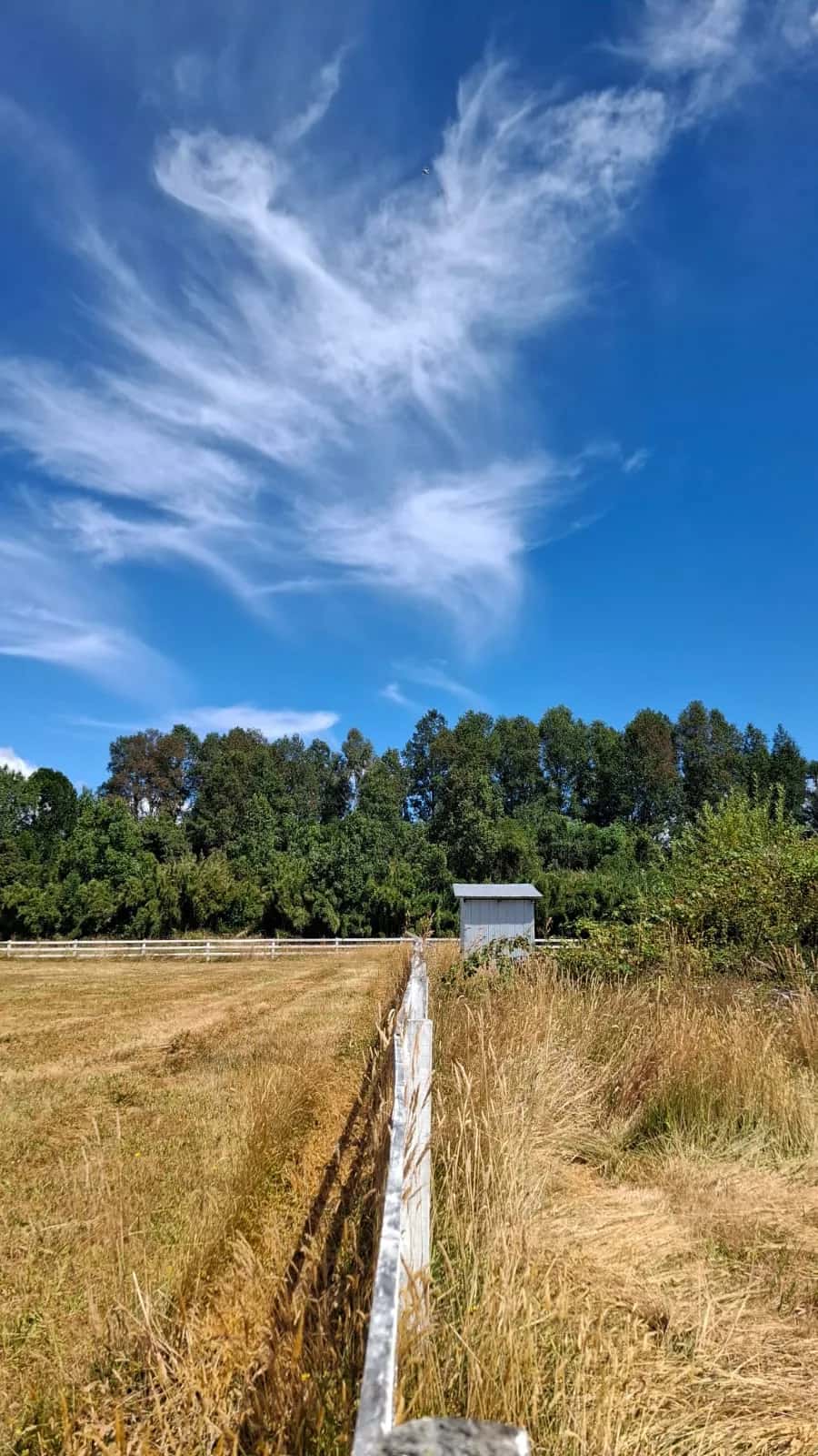 Parcela Panguipulli Ruta T-391 (6.500m²) - imagen 5