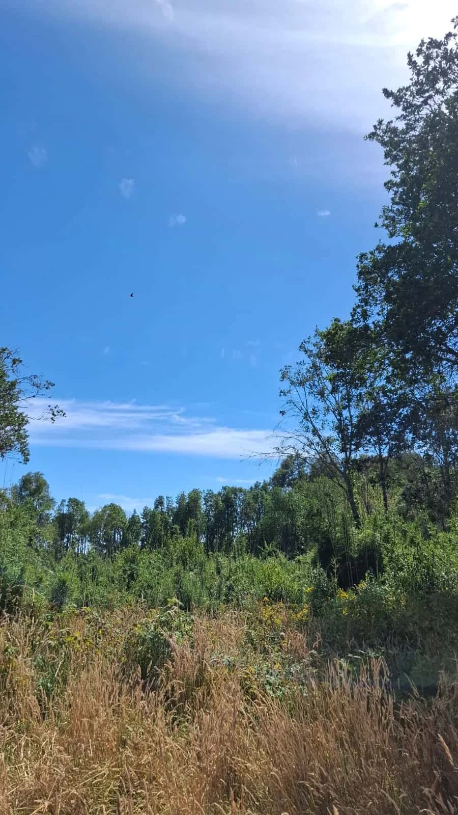 Parcela Bosque & Estero (5.000m²) - imagen 10