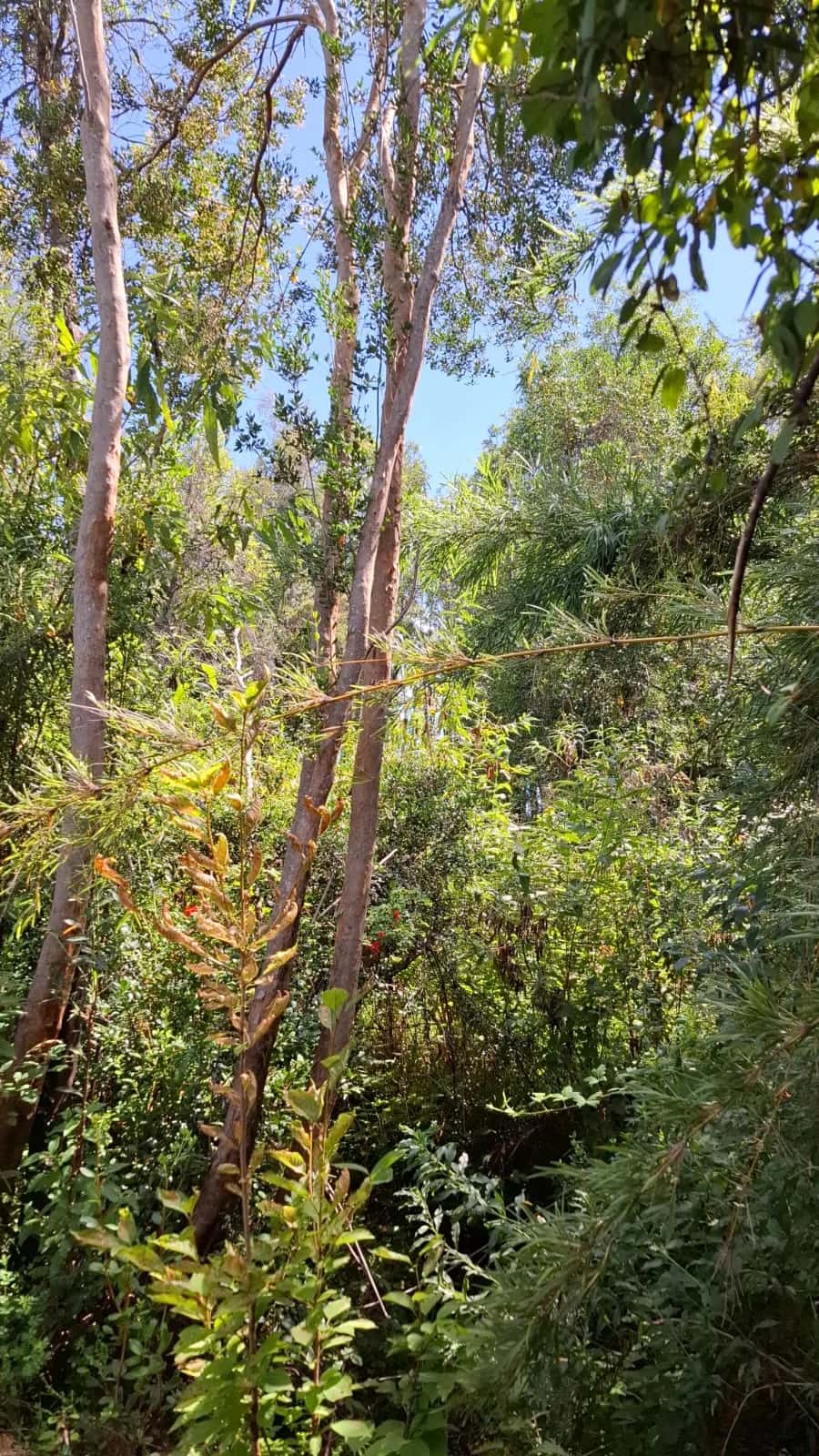 Parcela Bosque & Estero (5.000m²) - imagen 6