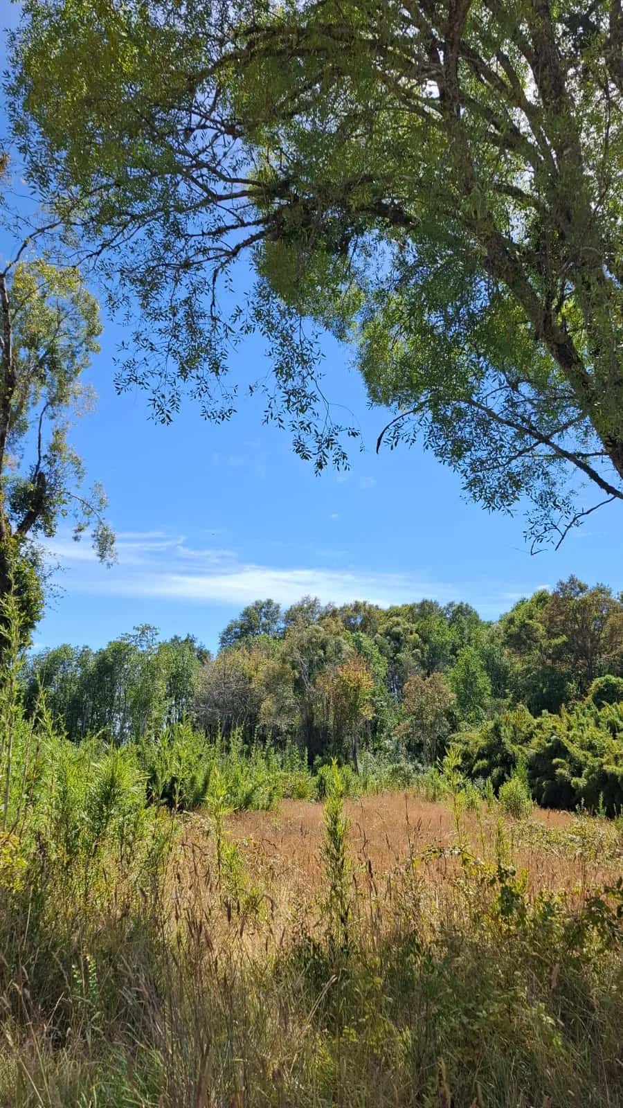 Parcela Bosque & Estero (5.000m²) - imagen 12