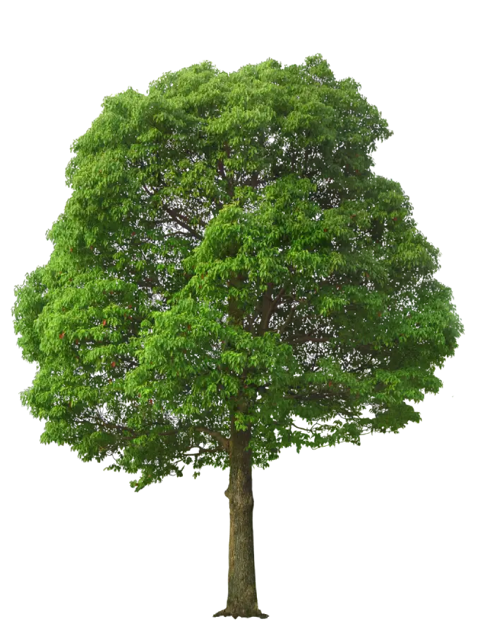 propiedades en Pucón y Villarrica – Vista Magna