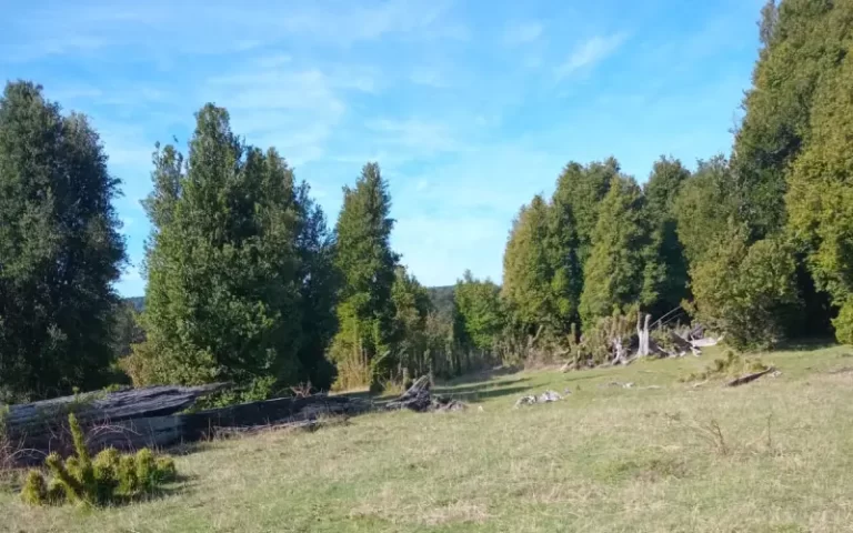 Vista del bosque nativo en el terreno Refugio Soñado de 112 hectáreas en venta