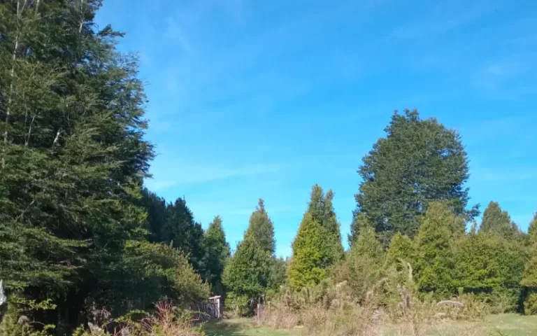 Terreno de 112 hectáreas con áreas despejadas y árboles en la IX Región, Refugio Soñado