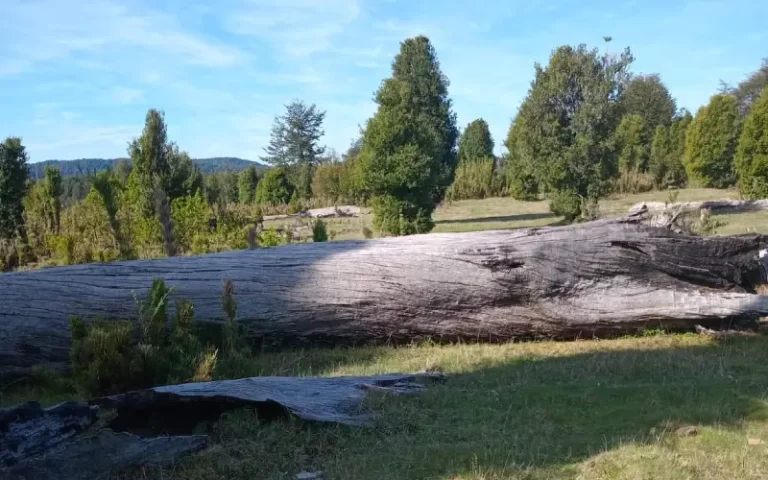 Terreno Refugio Soñado en la IX Región con troncos y paisaje natural