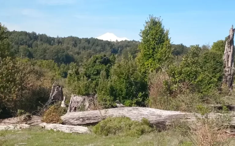 Vista del terreno Refugio Soñado con bosque y cordillera en la IX Región