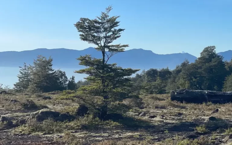 Terreno en venta en Correntoso Alto, rodeado de bosque nativo y paisajes de la IX Región