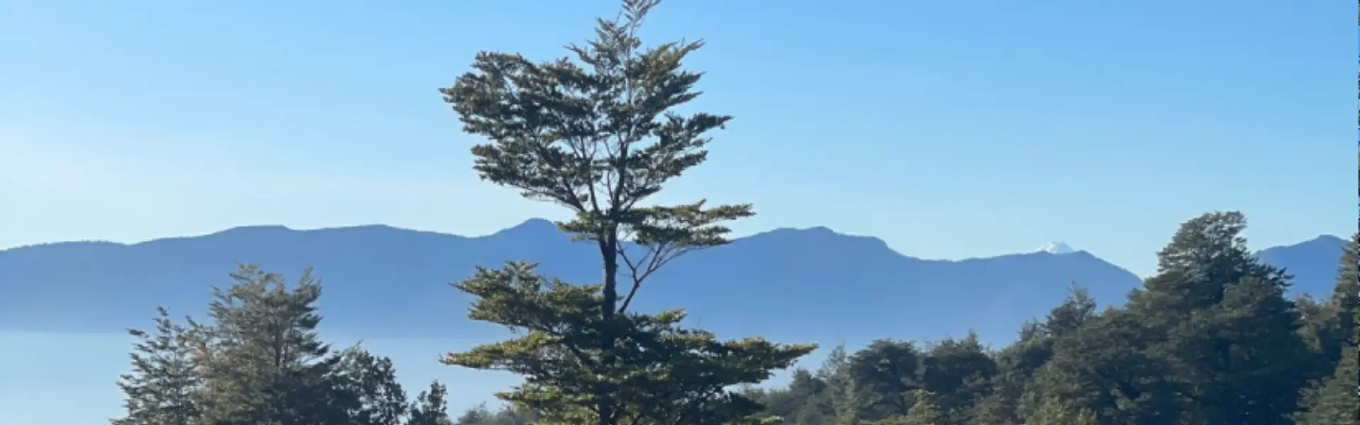 Bosque nativo en Correntoso Alto, Pucón – Vista Magna Propiedades