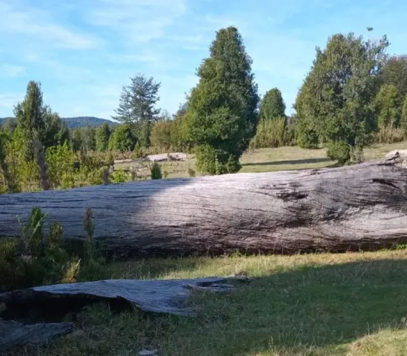 Terreno Refugio Soñado en la IX Región con troncos y paisaje natural